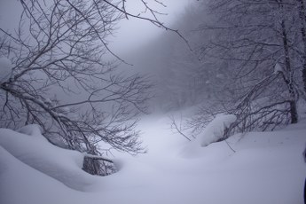 smerek    bieszczady    2012