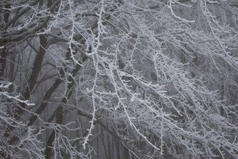 smerek    bieszczady    2012